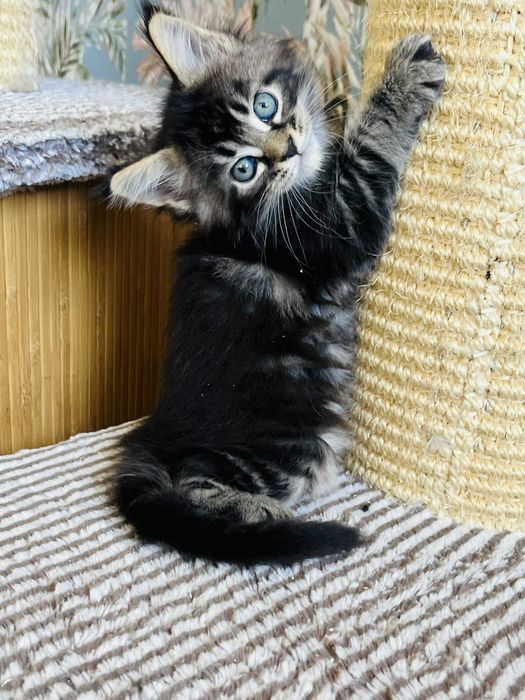 Мейн-куун котенца