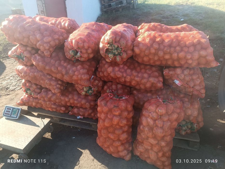 Продам картошку по 140 тенге картошка местная вкусная