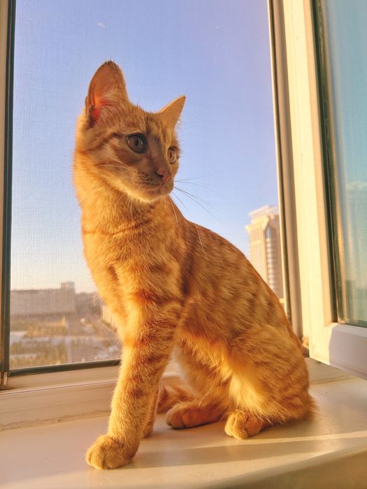 Рыжий кот ищет новый дом