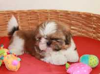 Pui shih-tzu talie mica
