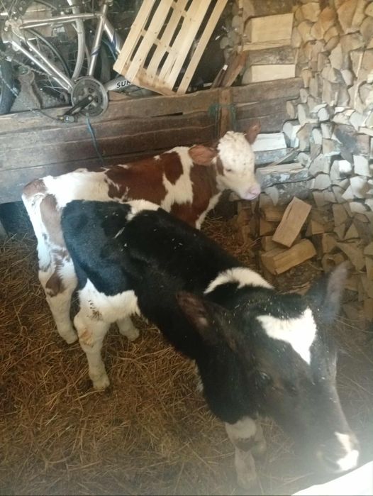 Vând 2 vitei  de 4 săptămâni