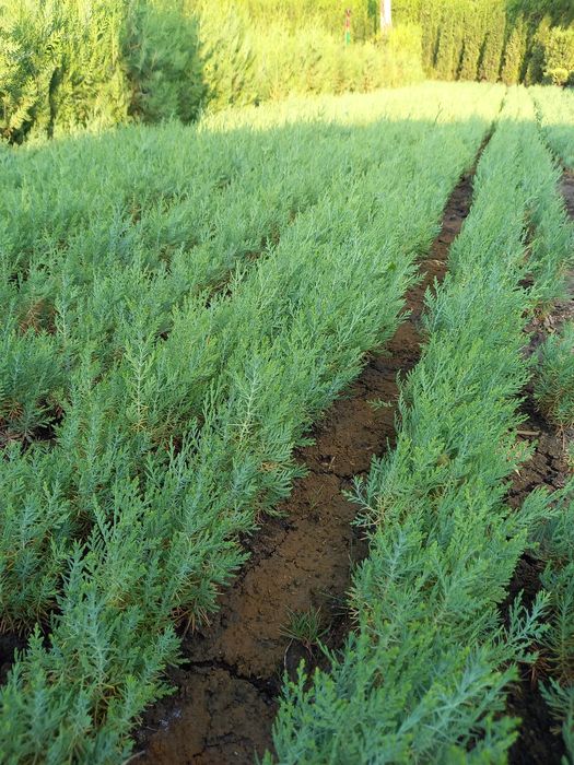 Tuia-thuja biota