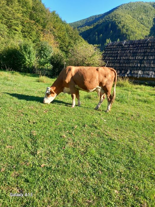 Vand vaca tanara cu lapte