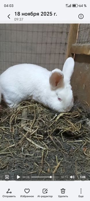 NZB Quyonlar sotiladi