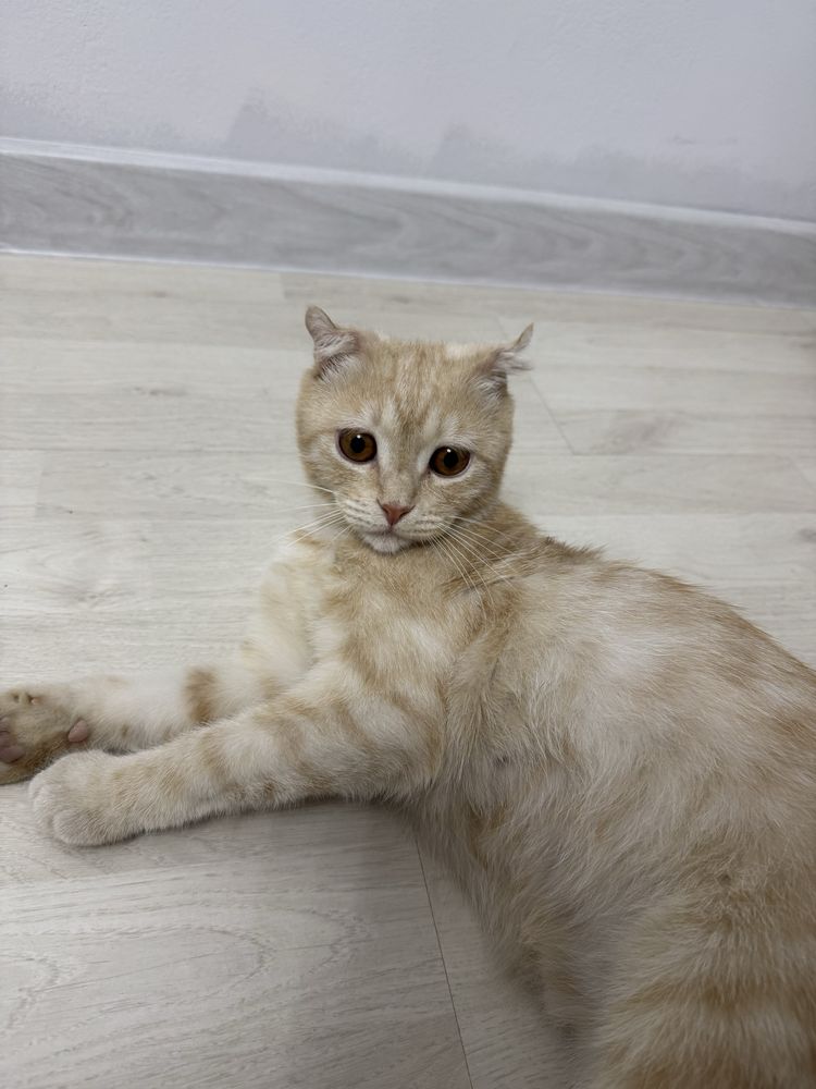 Британский вислоухий котик