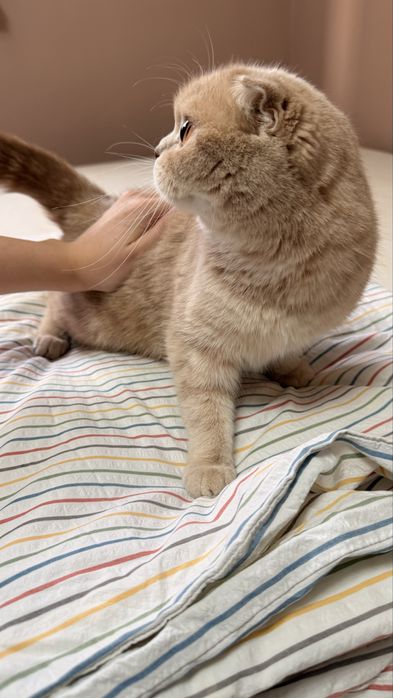 Шотландская вислоухая