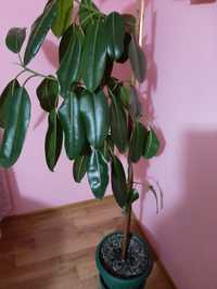 Ficus elastica / Ficusul de cauciuc