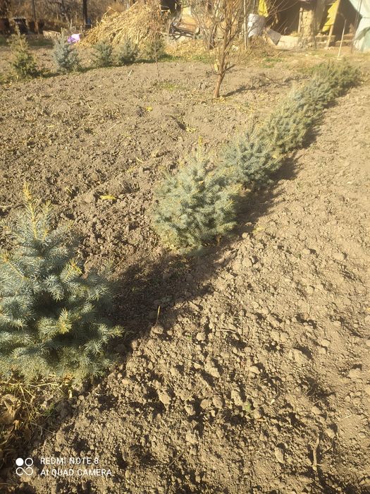 Archa sotiladi 5--7 yillik xolati zor narxini tel orqali keliwamiz