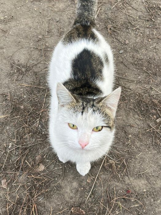 Отдам молодого крысолова в добрые руки