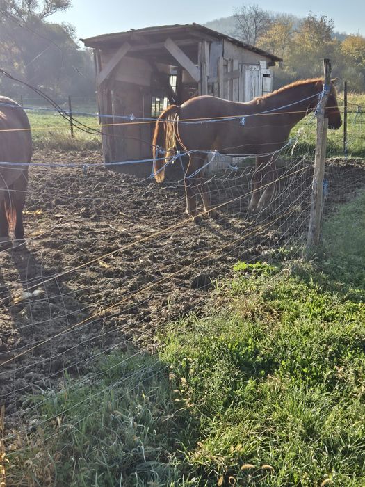 Vand manza de 1 an si 7 luni