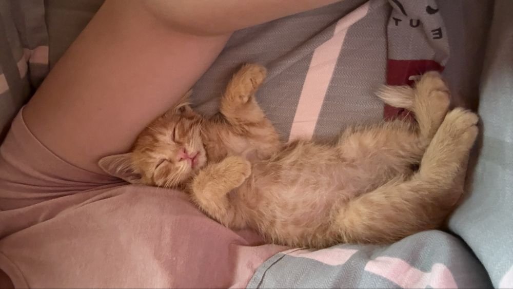 Отдам котенка в добрые руки!