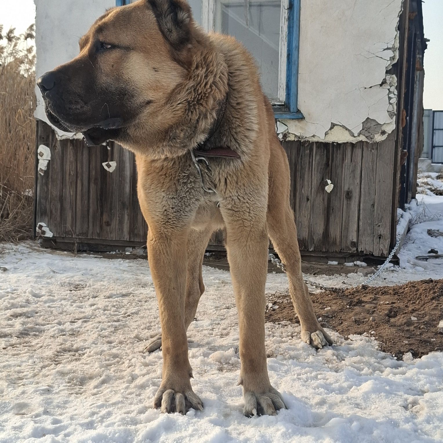 Кобель на вязку супер тяж 1метр в холке