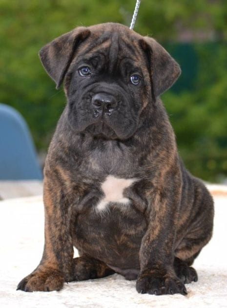 Продам Кане корсо 1.5мес