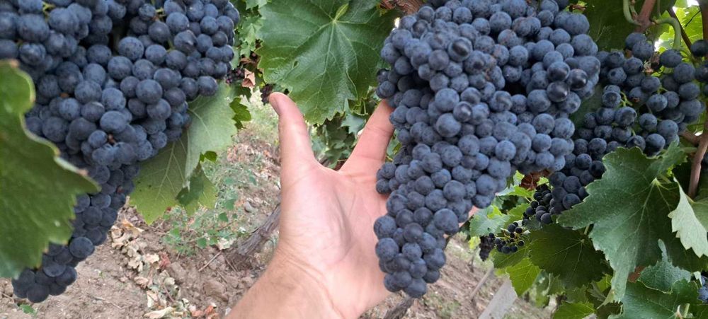Продавам грозде за ракия и вино