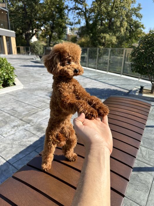 Пудел Той/Poodle Toy
