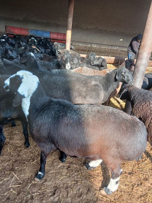 Hisori qo'ylar ona bola