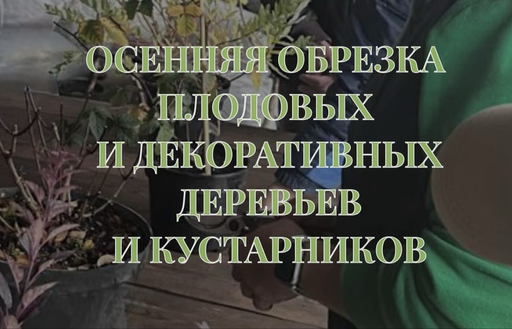 Осенняя обрезка плодовых деревьев