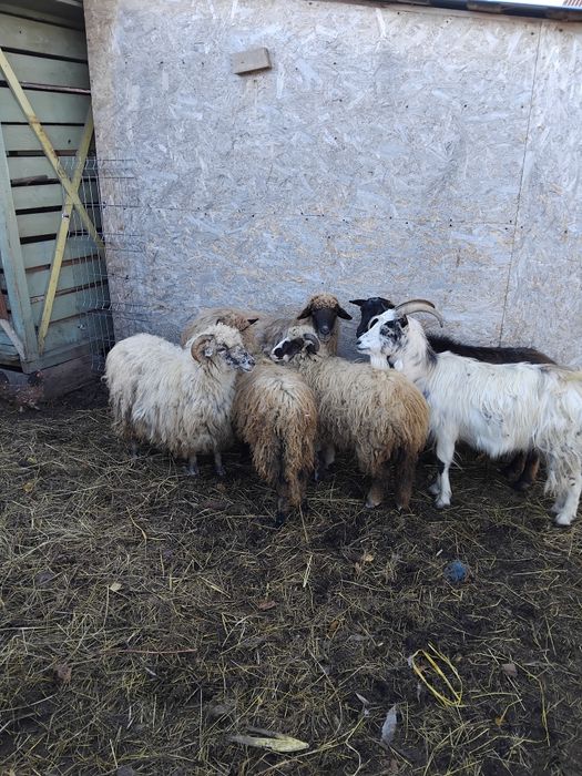 Vând 2 oi 2 mielute de anul asta si 2 capre