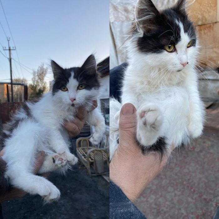 Ищет дом красотка 2,5-3 месяца