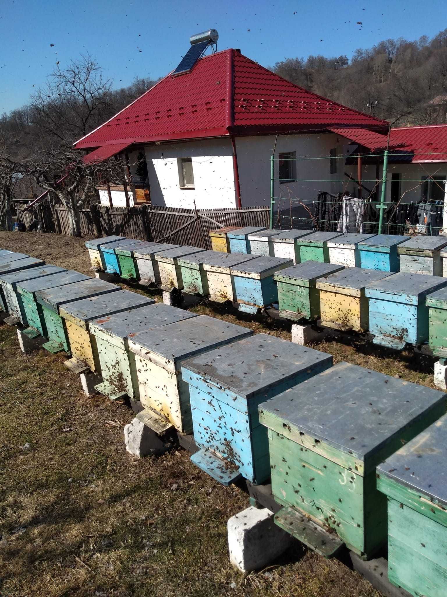 Vand familii de albine cu lada