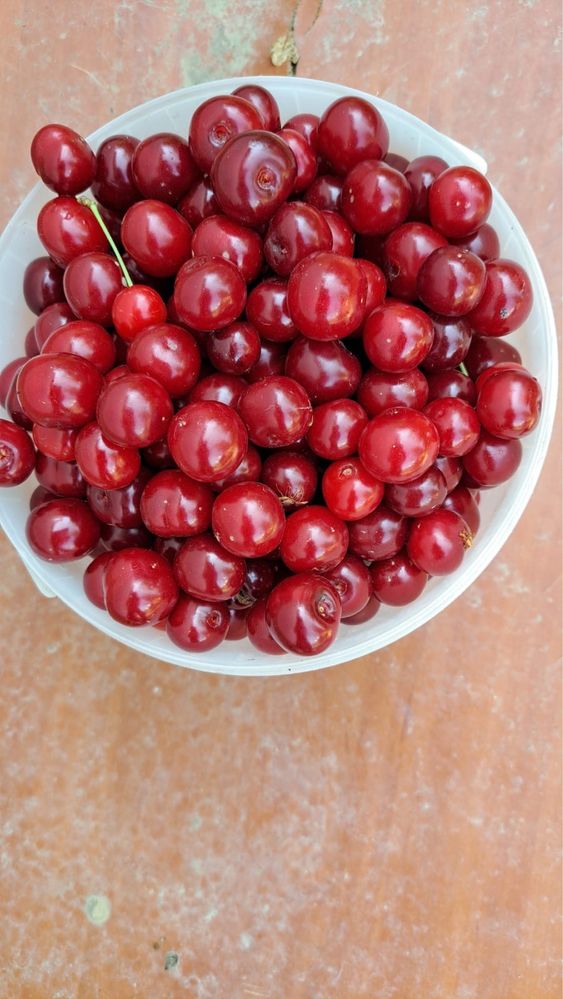 Вишня дачная крупная