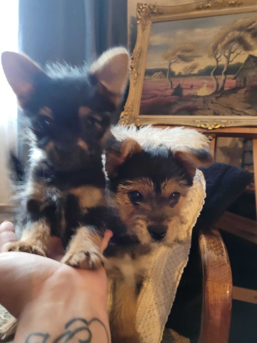 Майка Йоркширски териер с родословие, баща Померан