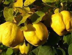 Gutui columnari Galata ambalati