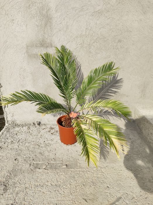 Dracaena Marginata Zamioculcas Cycas Revoluta Schefflera