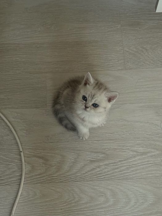 Продаю чистокровного шотландского котенка