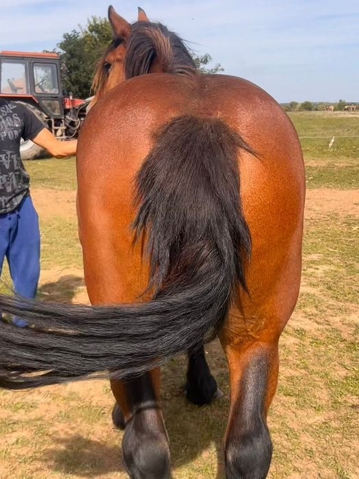 Vând mânză de 3 ani