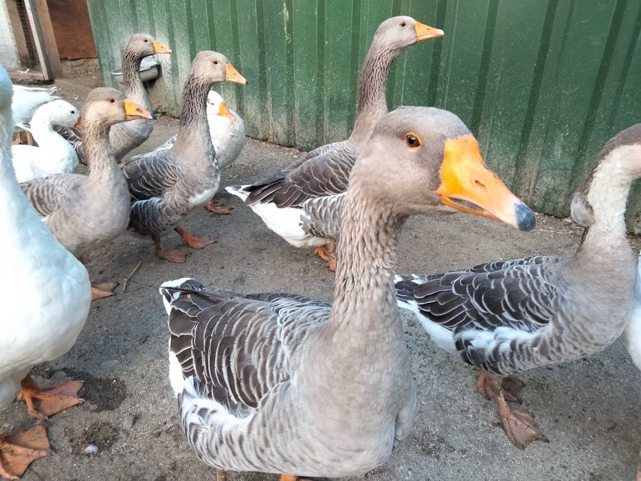 Vând perechi de gâște Toulouse