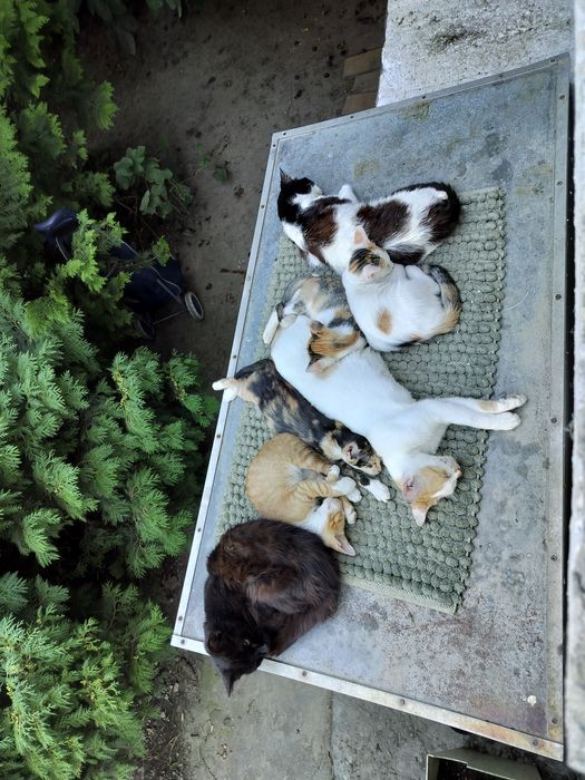 Donez pisoi vaccinați, deparazitați și foarte iubitori.