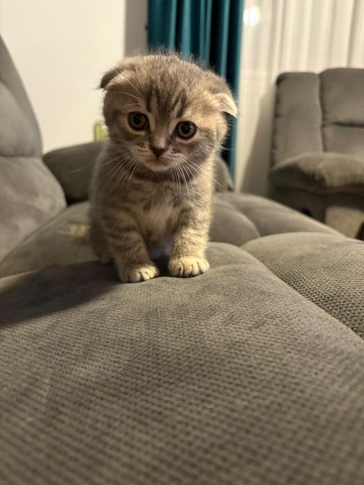 Pui pisică Scottish Fold
