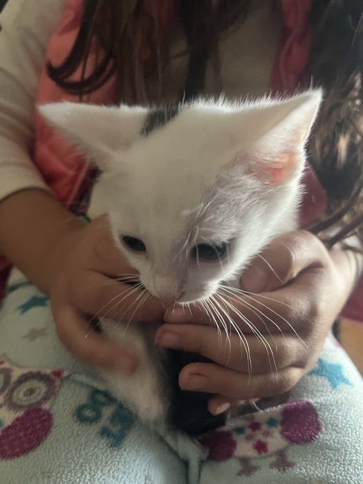 Dau spre adoptie 3 pisicute frumoase ai dragalase