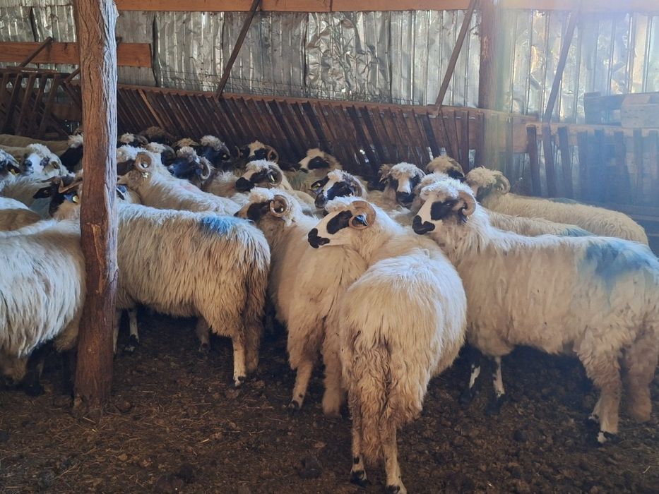 Vand urgent oii bune