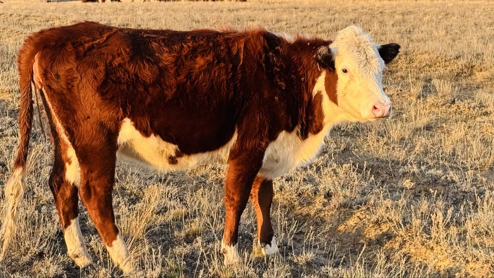 Ақбас қашар сатылады