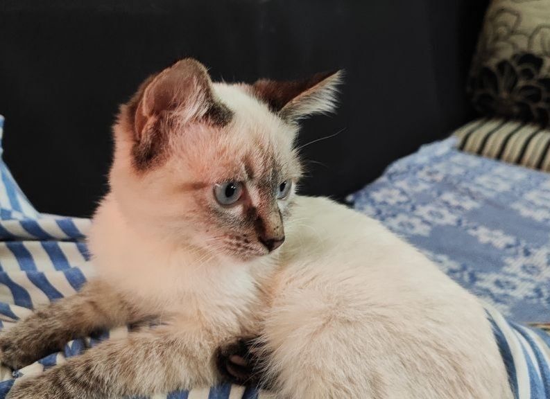 Котята сиамские, домашние