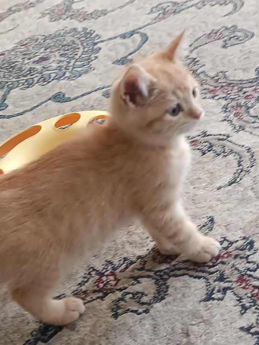 Кремовый британец с изумрудными глазами