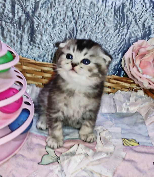 Продается шикарный котенок мальчик серебристая г