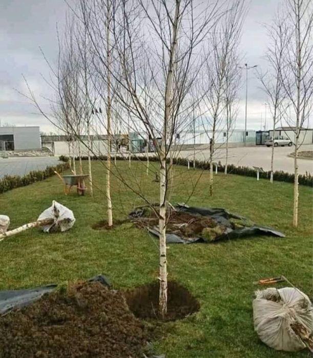 Plante ornamentale orice specie si marime oriunde in tata la pret minm