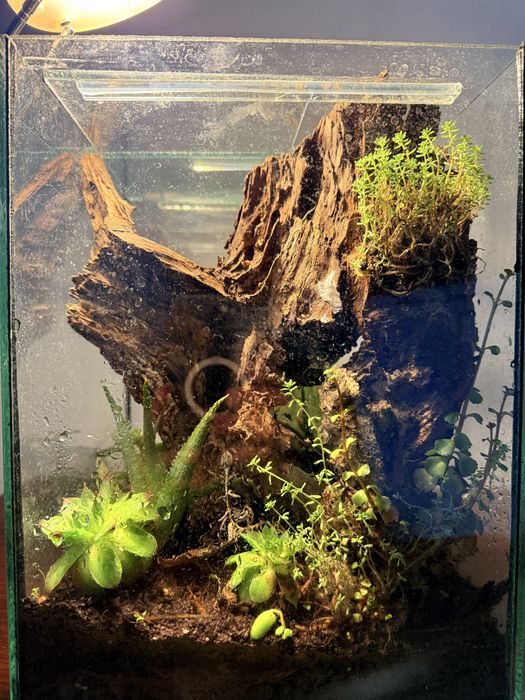 Флорариум в стъклен куб