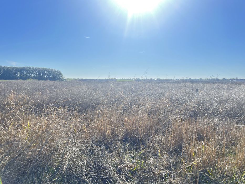 Teren de vanzare PĂDURIȘU , Frumușani