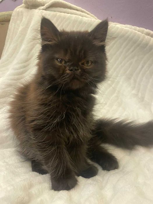 Породисти Персийски котета търсят своя отговорен стопанин / коте /