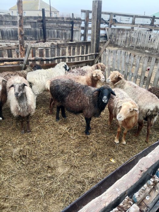 Продам Баранов, цена договоная торг