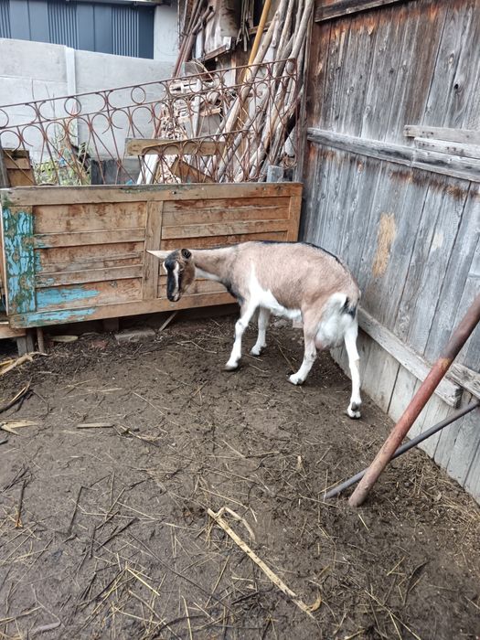 Vând capra alpina cu sannen