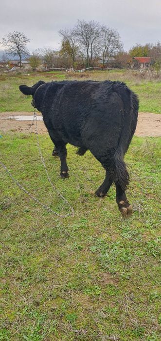 Абърдийн   ангус