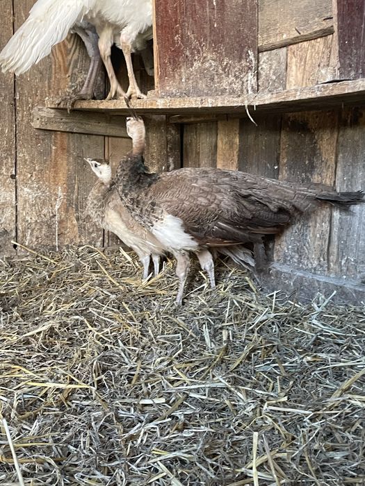 Mascul de paun purple