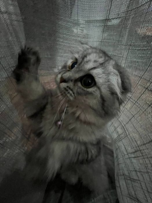 Кошка породная Туретцкая ангора+шеншила