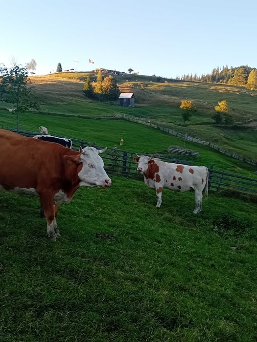 Vând văcuțe din diferite rase