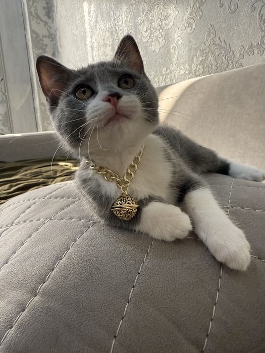 Скоттиш страйт девочка котенек 2 месяца